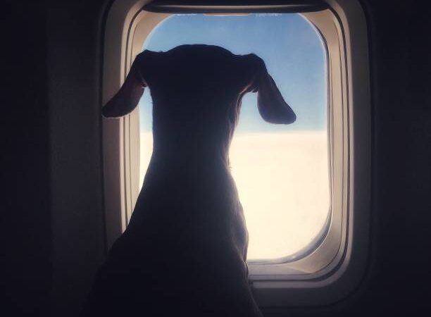Cão de Porte Grande Pode viajar na cabine do avião?
