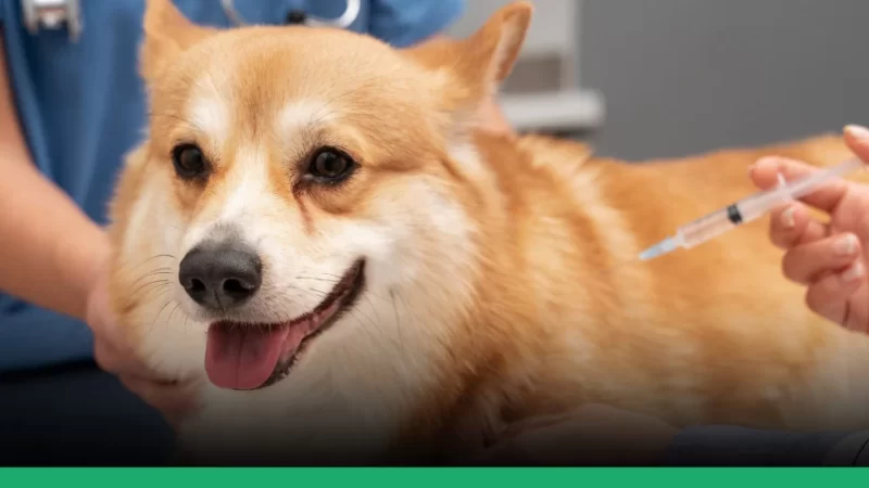 VACINAS PARA PETS: ENTENDA A IMPORTÂNCIA.