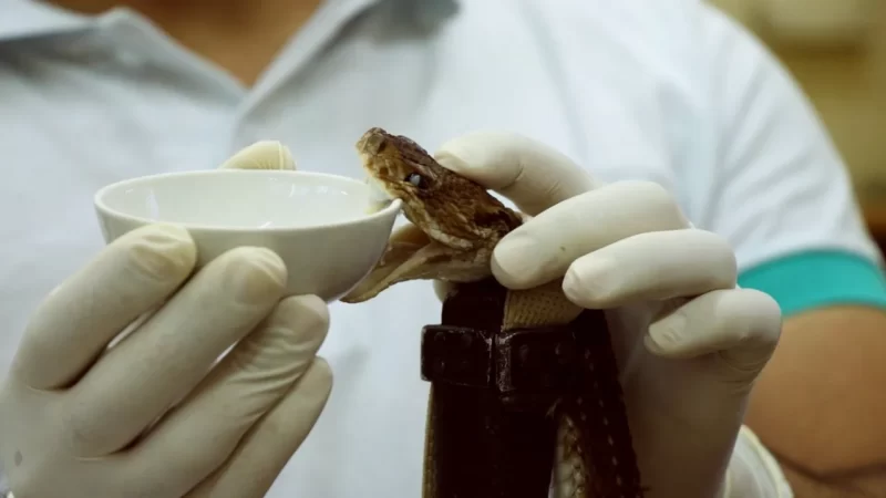 Como é feito o soro antiofídico, que combate o veneno de cobra.