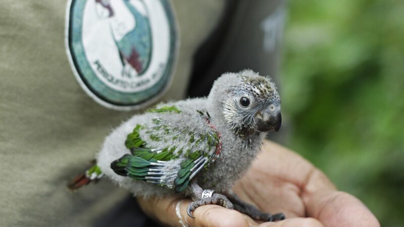 Aves ameaçadas de extinção que nasceram no Parque das Aves viajam nesta terça para Fortaleza, no Ceará.