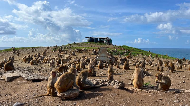 A ilha-laboratório onde quase 2 mil macacos são estudados para entender o comportamento humano.