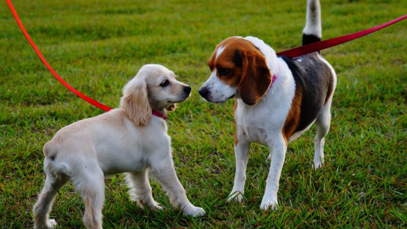Ansiedade de Separação e Seu Cão.