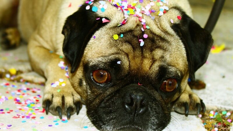5 dicas para cuidar bem do seu cão ou gato no carnaval.