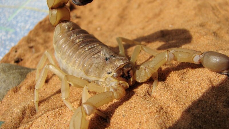 Picada de escorpião: o que fazer e como tratar ao encontrar o animal em casa.