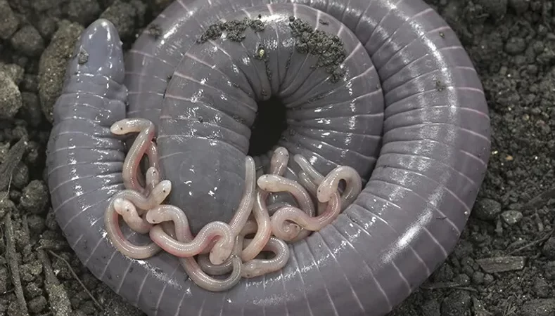 Cobra-cega alimenta seus filhotes com um tipo de “leite materno”, revela pesquisa científica brasileira.