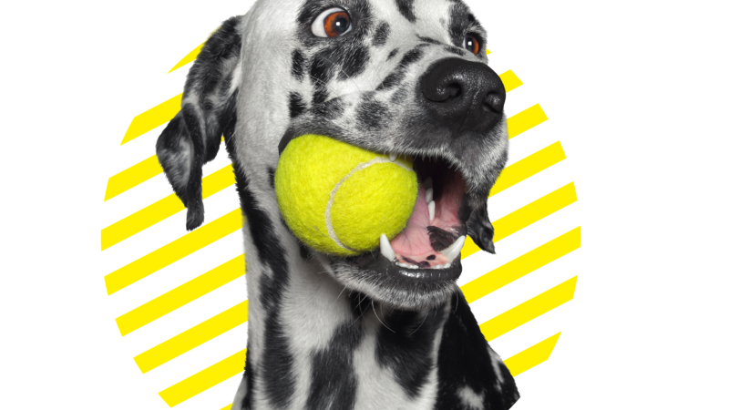 PARTICIPE DO EVENTO DE ESTREIA DA INDÚSTRIA PET – Global Pet Expo.