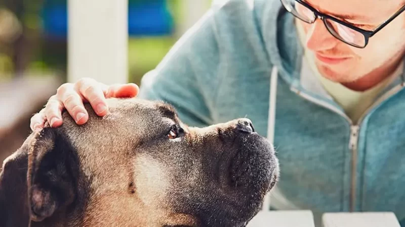 Sintomas de dirofilariose em cães: como reconhecer esta doença grave.