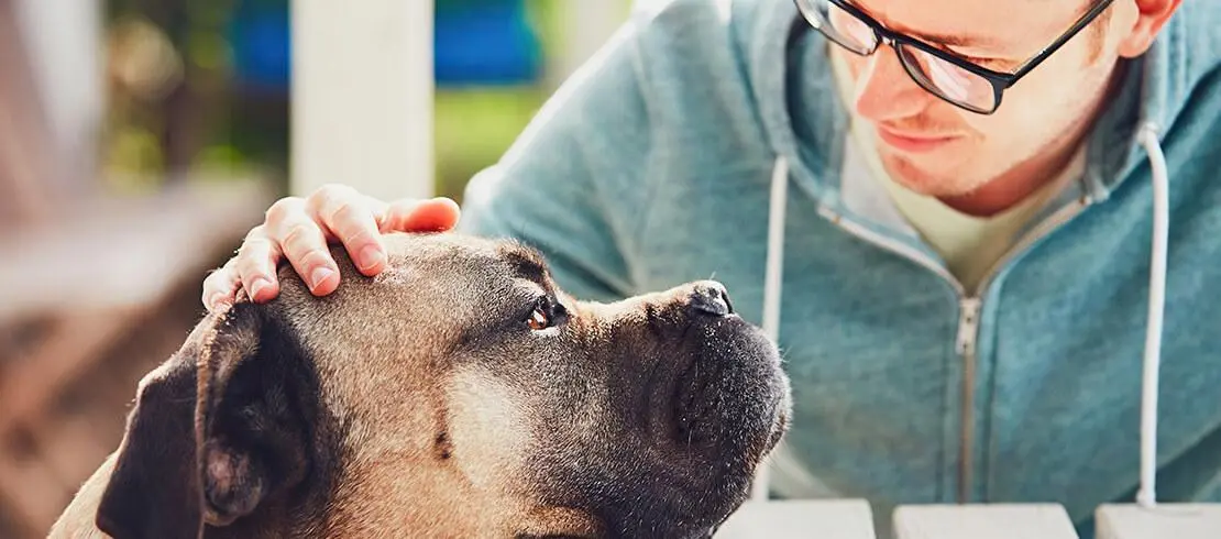 Sintomas de dirofilariose em cães: como reconhecer esta doença grave.