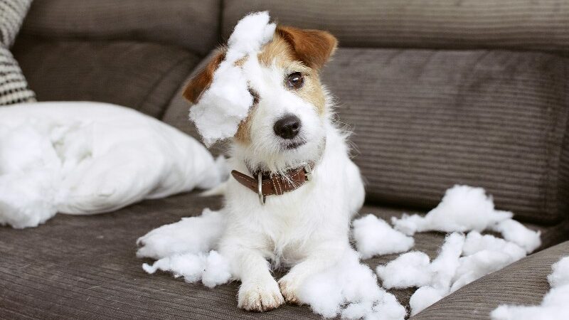 Lidando com a ansiedade do cão: dicas para um filhote mais calmo e feliz.