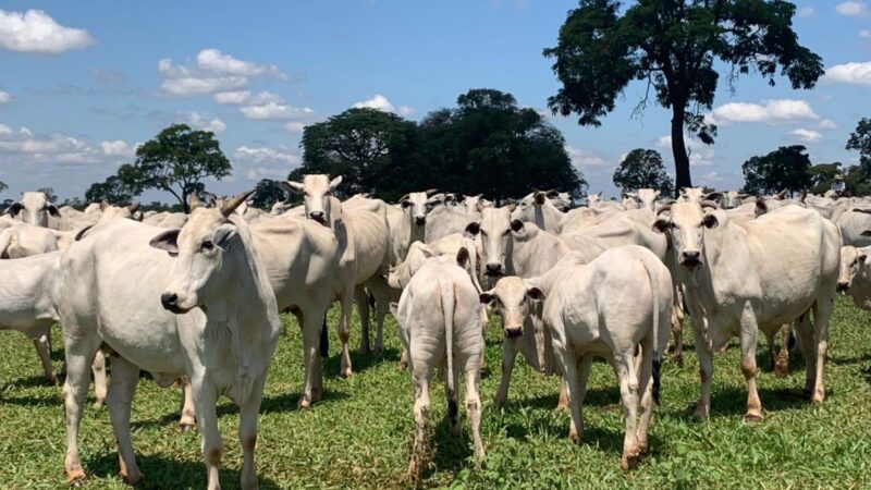 ABCZ divulga atualização das avaliações genéticas do PMGZ Corte.