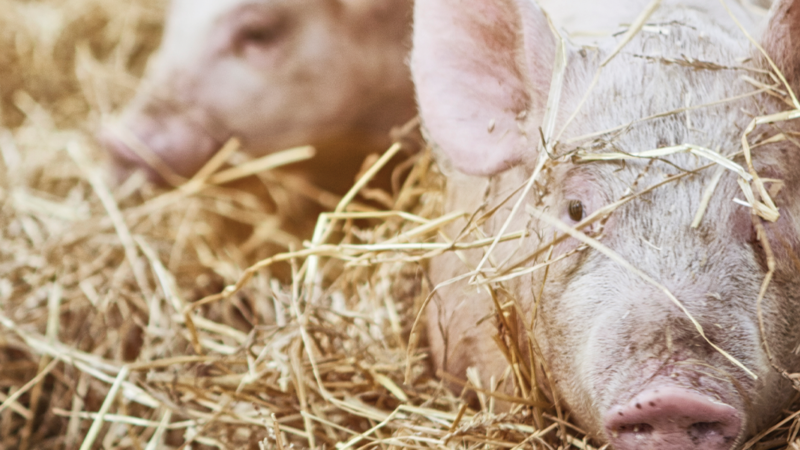 Colibacilose Pós Desmame: medidas de controle e uso prudente de antimicrobianos.