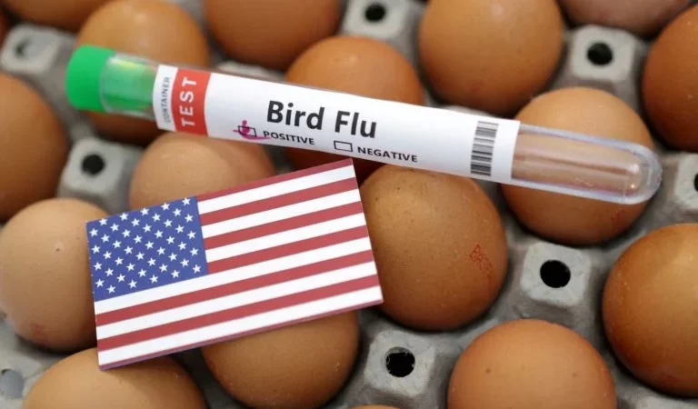 Gripe aviária atinge vacas, galinhas e humano no Texas durante migração de patos.
