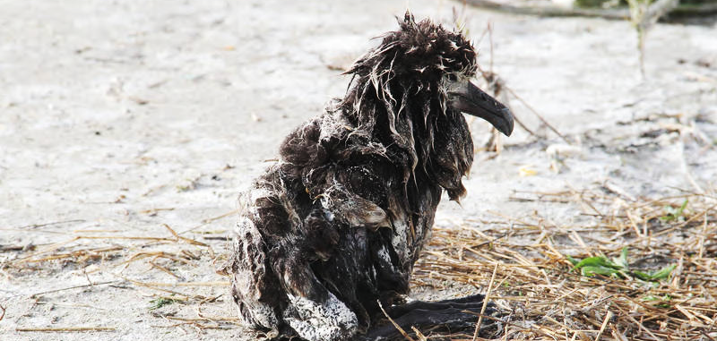 Animais em desastres naturais.