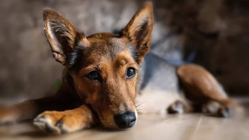 Quando os animais morrem, os corações param? Não quando eles morrem os corações brilham.