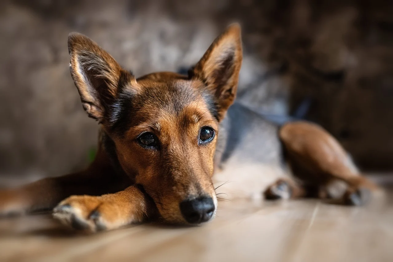 Quando os animais morrem, os corações param? Não quando eles morrem os corações brilham.