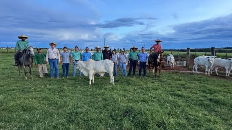 PMGZ Comercial: equipe da ABCZ realiza nova classificação de fêmeas, avaliação e pesagem de bezerros na Agropecuária Passo do Lobo, em Mato Grosso.
