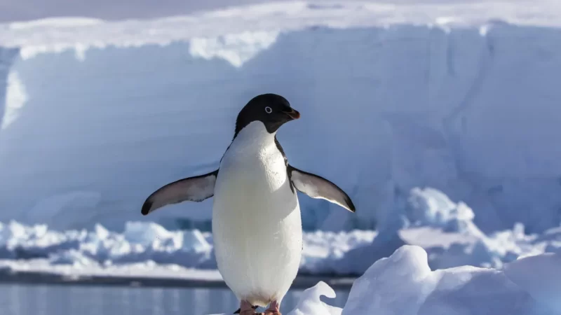 Conheça 4 animais raros encontrados em lugares remotos do planeta.