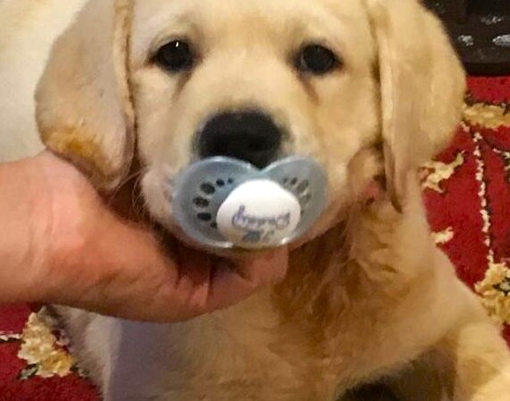 Já ouviu falar de humanização de pets? Parte 1