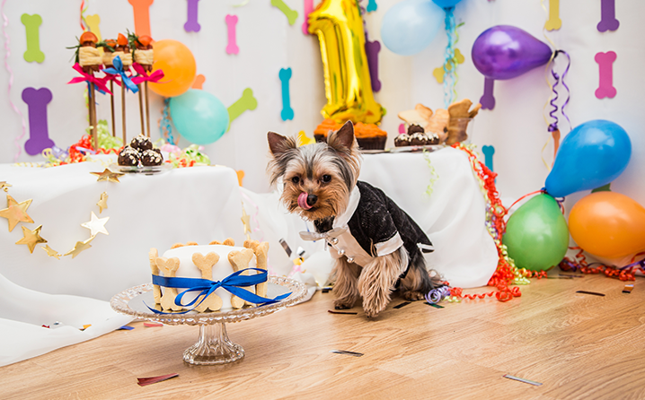 Aniversário Pet – Dicas para a organização da festa.