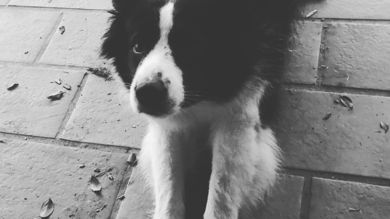 Nós e os animais: humanização de pets – Parte 3.