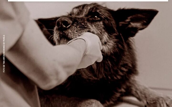 Veterinários na linha de frente: Protegendo saúde humana e animal em tempos de crise climática.