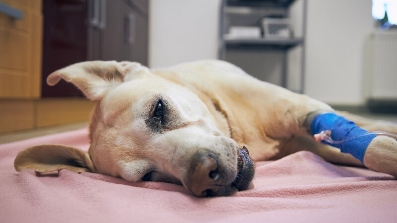 Dicas para cuidar e adotar pets vítimas de enchentes.