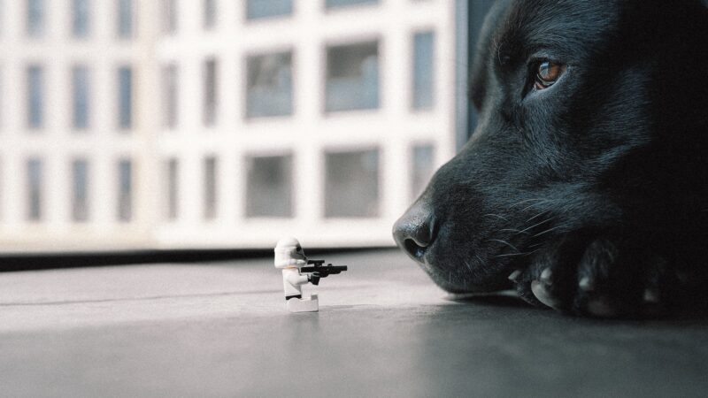 Cães e humanos em catástrofes ambientais e em guerras.