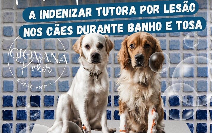 Pet shop é condenado a indenizar tutora por lesão nos cães durante banho e tosa.