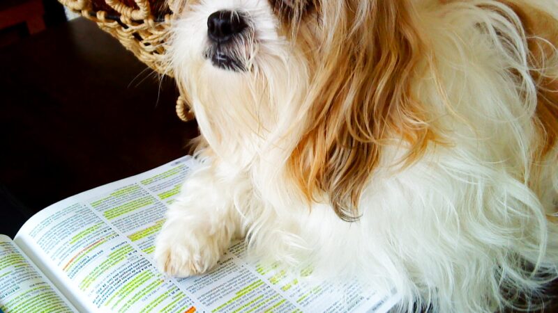 Você sabe como os cães aprendem? – parte 1
