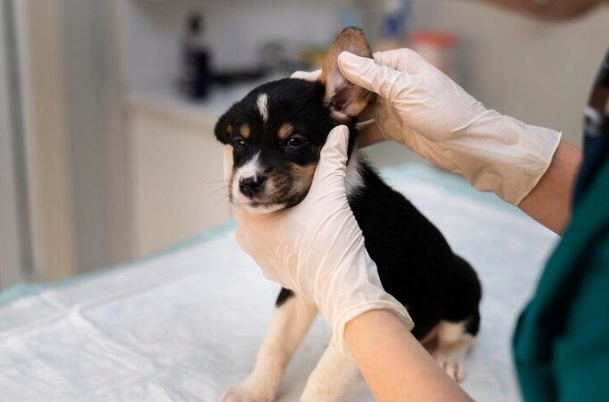 Otite canina: causas, sintomas e tratamento dessa alteração que compromete o bem-estar do seu companheiro pet.