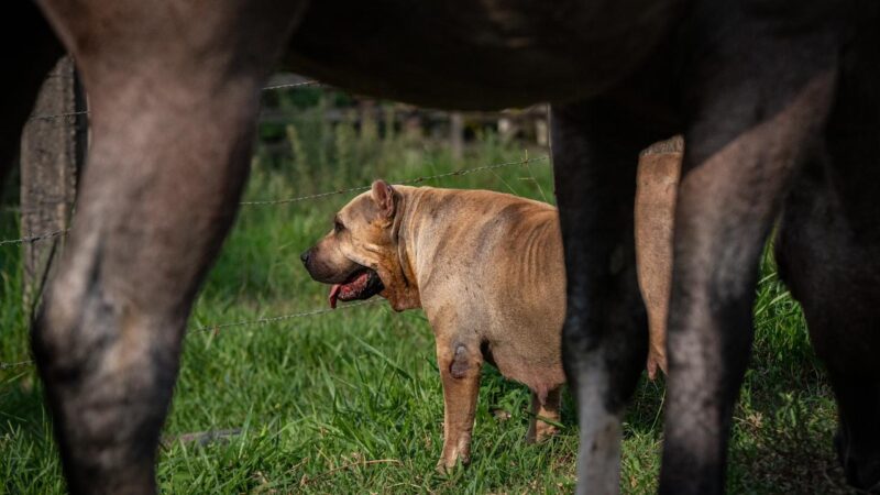 Mais que companheiros: cães desempenham papel fundamental nas tarefas em fazendas e haras.