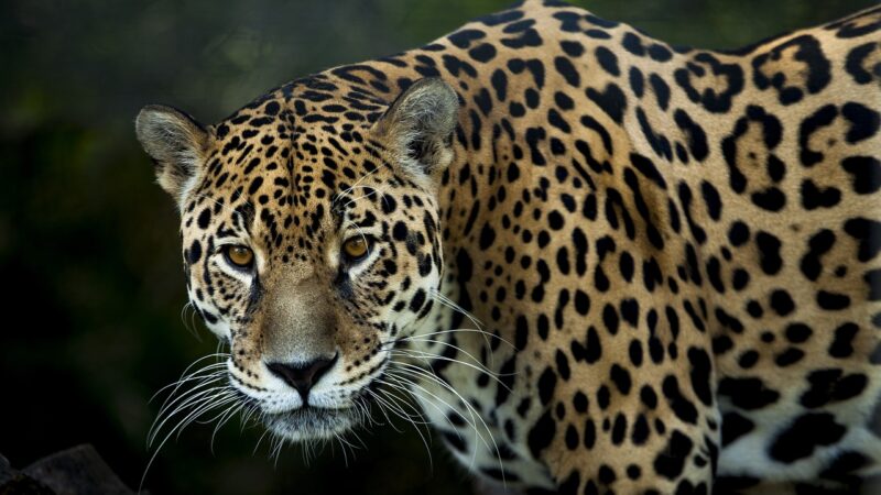 Que animais estão ameaçados pelas queimadas no Pantanal?