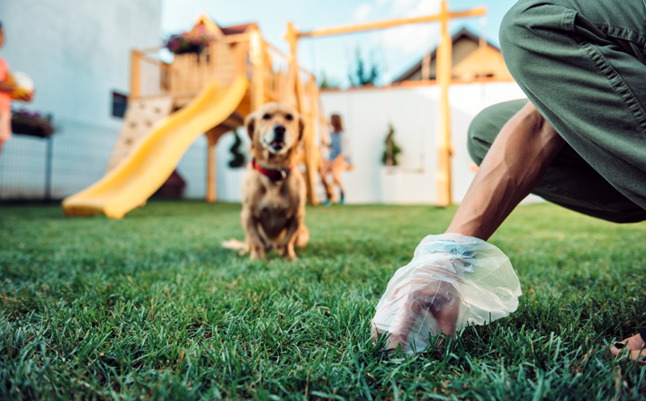 Dipylidium caninum: conheça o verme mais comum em cães e gatos.