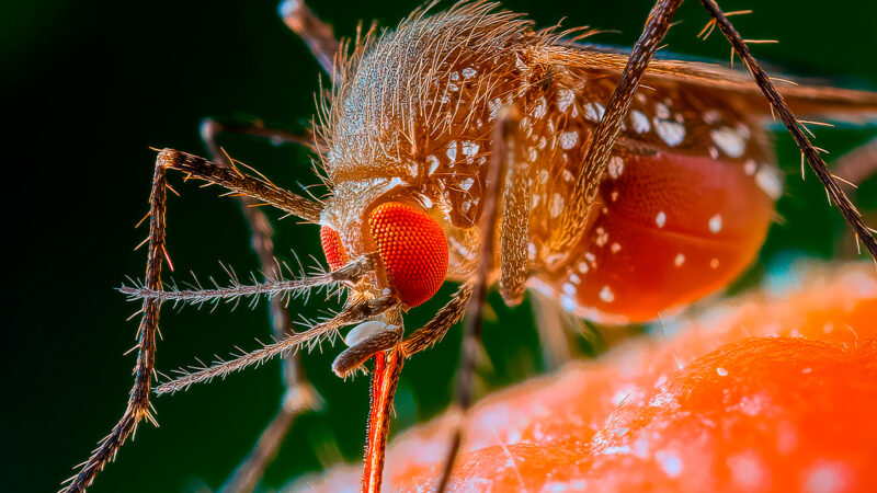 Febre de Oropouche: saiba mais sobre a doença que é semelhante à dengue.