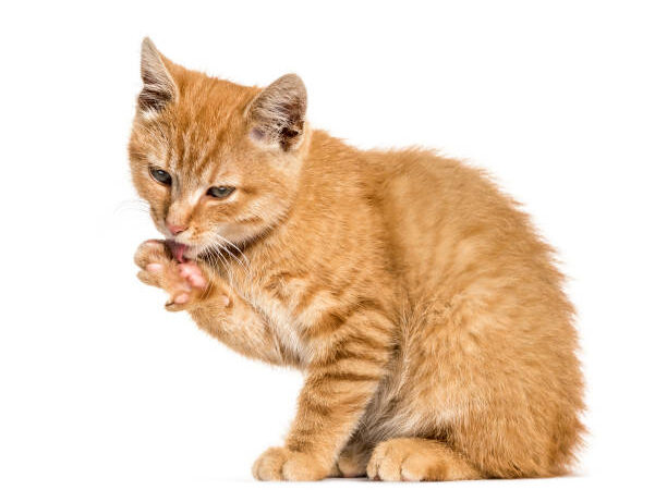 Bolas de pelos em gatos: Como lidar com o problema?