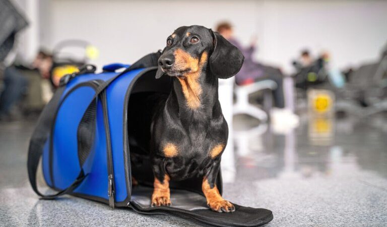 Salas especiais, rastreamento e profissionais especializados são medidas em análise para transporte aéreo de pets.