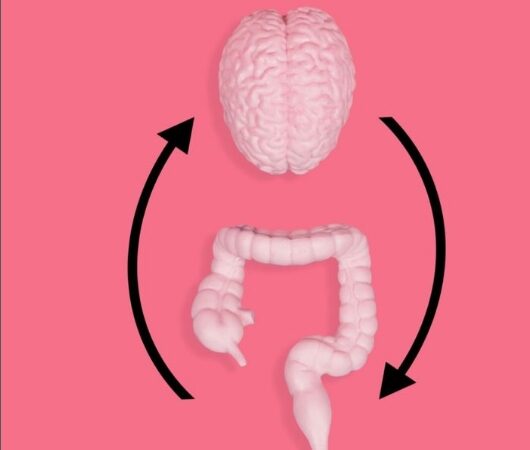Você já ouviu falar que o intestino é nosso “segundo cérebro”?