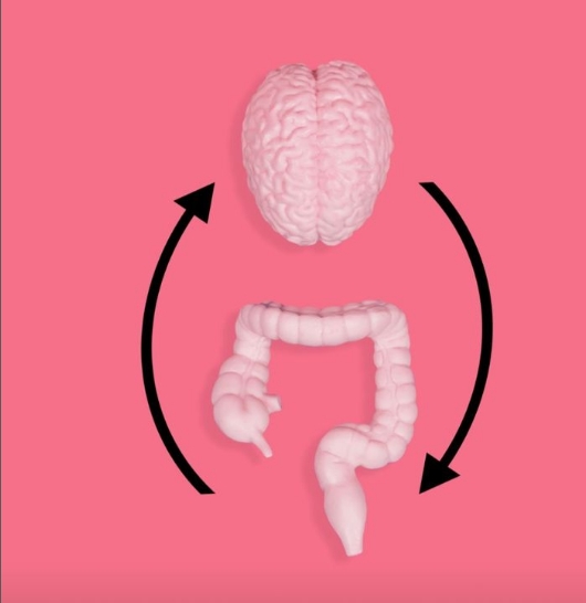 Você já ouviu falar que o intestino é nosso “segundo cérebro”?