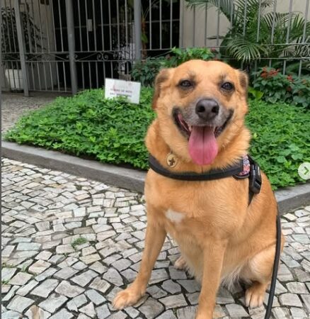Câmara do Rio aprova projeto que proíbe o uso de veneno para ratos e baratas em áreas públicas da cidade.