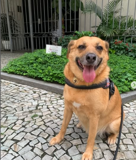 Câmara do Rio aprova projeto que proíbe o uso de veneno para ratos e baratas em áreas públicas da cidade.