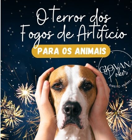 ✨Os fogos de artifício, apesar de encantarem visualmente, causam sérios prejuízos aos animais!