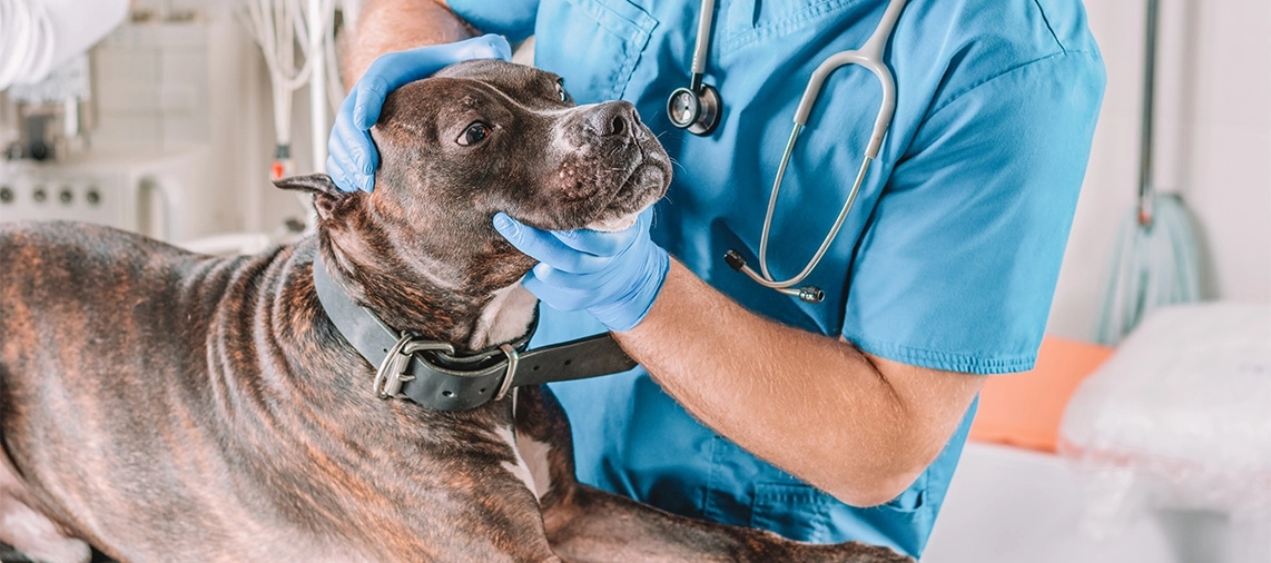 Por que o veterinário solicita exames para um animal?
