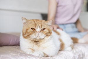 9 mitos e verdades sobre os gatos.