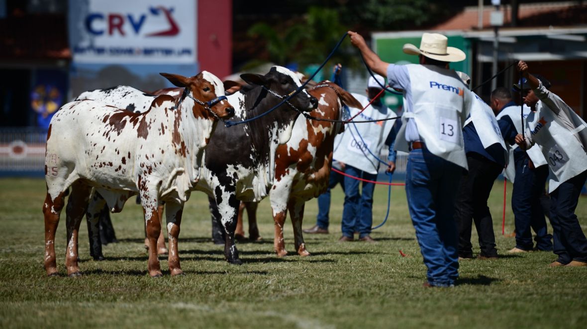 90ª ExpoZebu: inscrições de Nelore Pelagens pelo site da ABCZ se encerram no segundo dia.