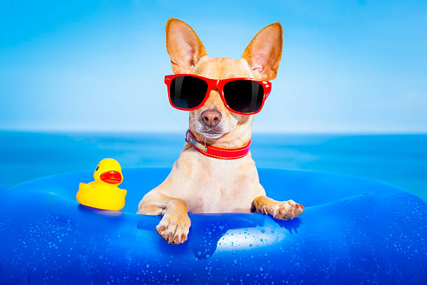 Viagem com pets: como planejar férias seguras, tranquilas e sem estresse.