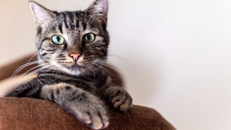 Sentimentos não resolvidos contribuem para que o momento após a partida dos animais, torne o luto mais pesado para muitos tutores.