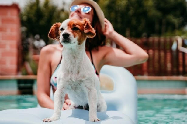 Cuidado com os pets no verão proporciona bem-estar. Veja dicas.