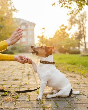 O que é o reforço positivo para os pets?