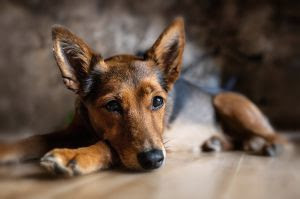 Um em cada 10 cães sofre de doença cardíaca.