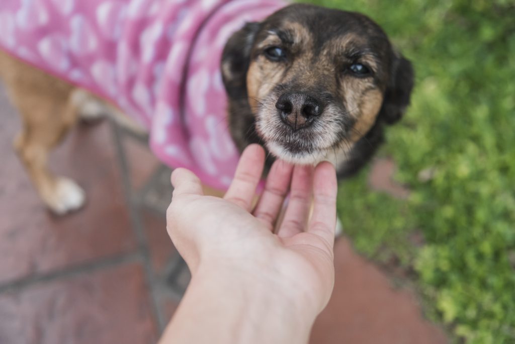 Sistema Nacional de Identificação de Cães e Gatos deve ser lançado em breve.